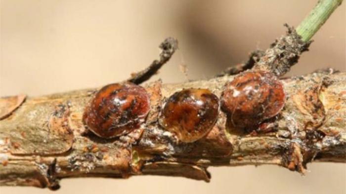 La cocciniglia Toumeyella parvicornis