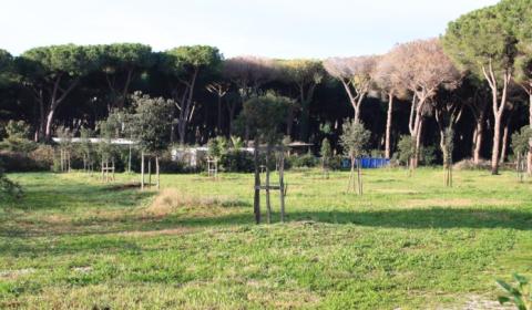 Pineta Lido dei Pini